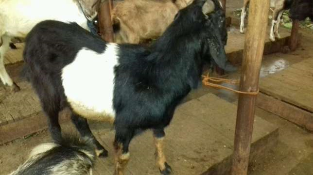 Jual kambing jantan