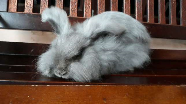 Kelinci English Anggora