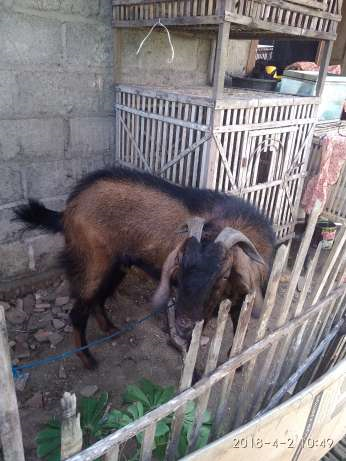 Kambing jawa murah