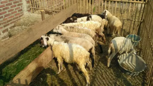 Menyediakan hewan ternak kambing