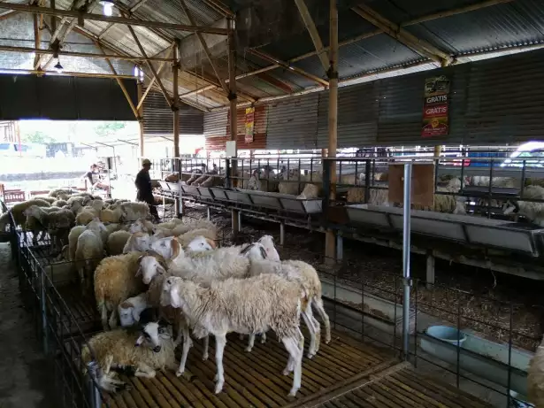 Stock melimpah kambing domba sapi ternak sendiri