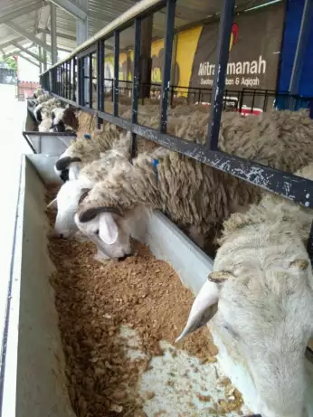 Domba kambing akikah anak bayi baru lahir sesuai syariah islam