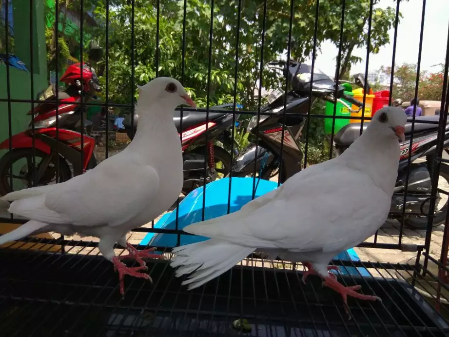 Burung dara putih polos untuk acara lepasan