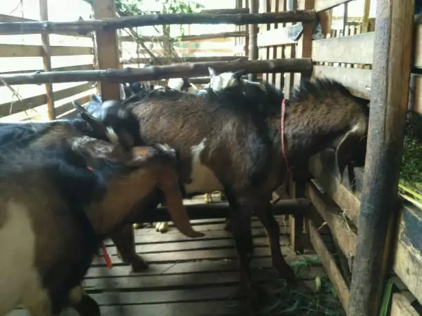 Jual Kambing qurban, aqiqah yg sehat & murah