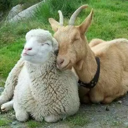 Kambing dan domba Aqiqah