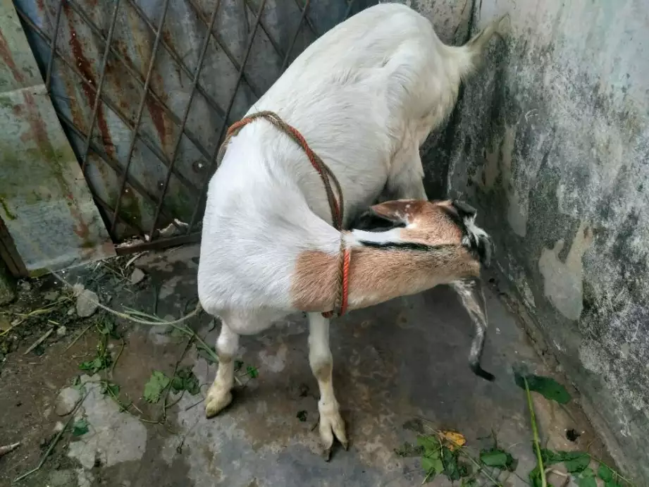 Kambing betina ukuran sedang