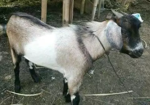 Kambing Jantan Aqiqah