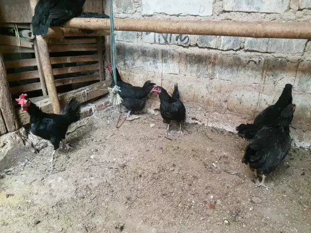 Biang Ayam Kampung