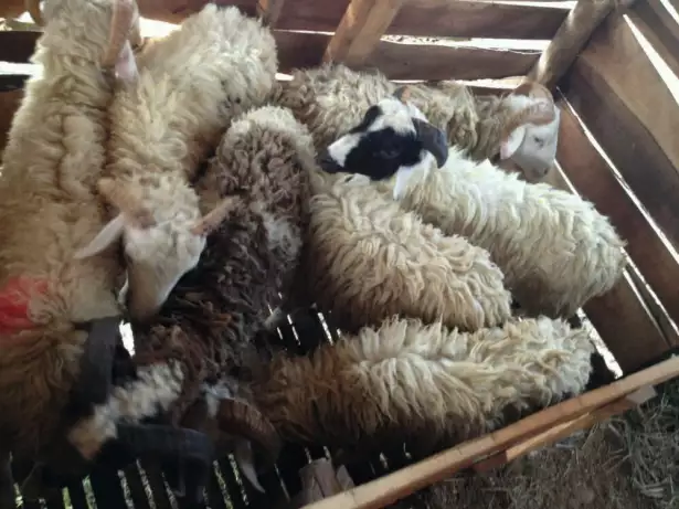 Domba kambing hidup| cathering aqiqah dan paket nasi box murah syar’i