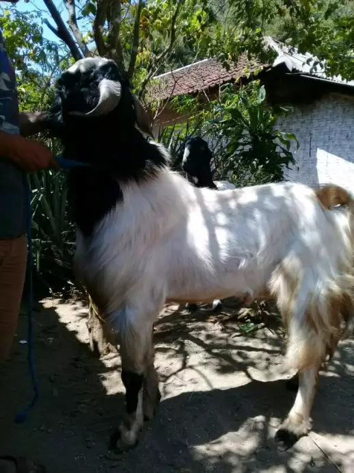 Harga spesial aqiqah,pesta serta kambing guling