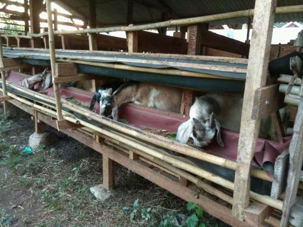 jual kambing domba