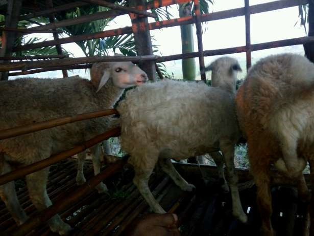 kambing aqiqah / kurban