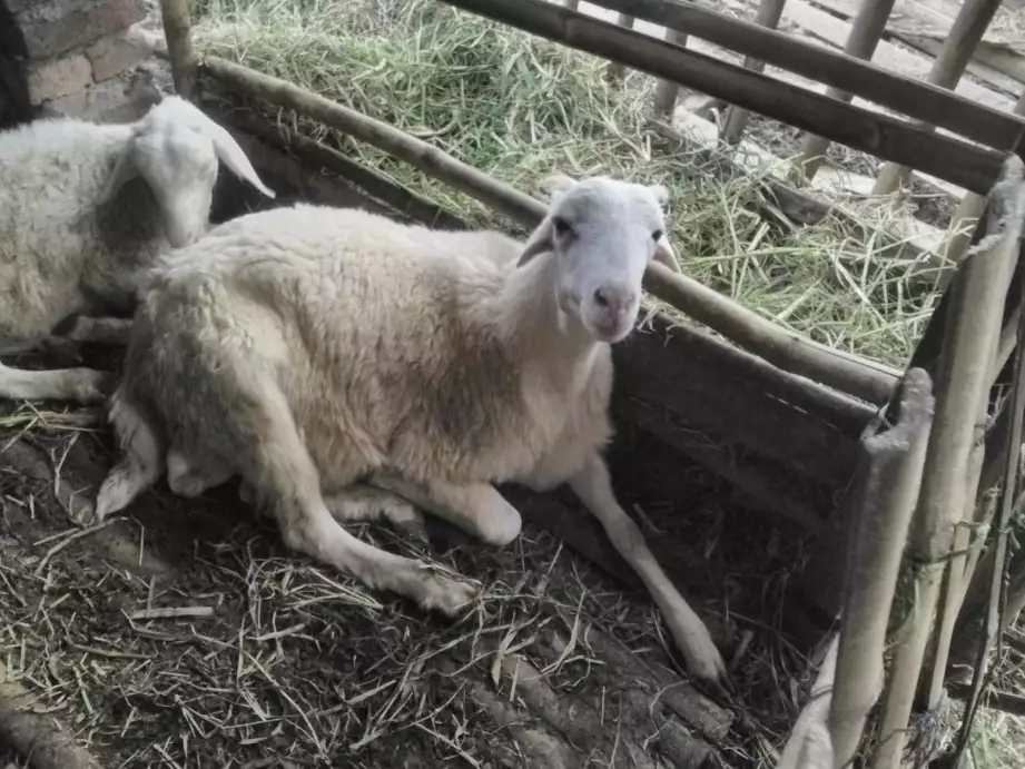 Kambing domba aqiqoh