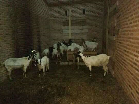 Jual Kambing Lampung