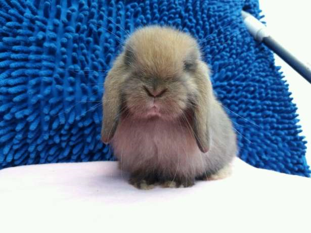 hewan peliharaan import