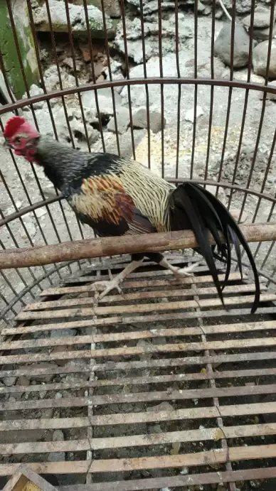 Ayam bekisar gacoan widu suara kokok istimewa buat lomba
