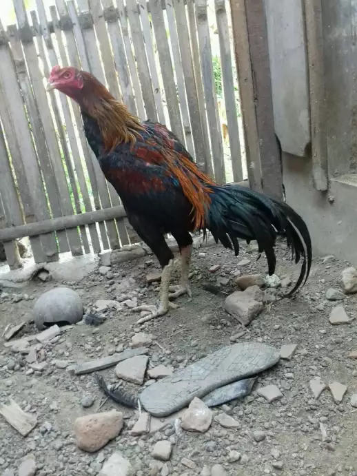 Ayam bangkok ubet