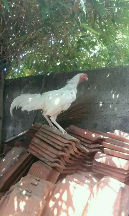 Ayam Jago Ktawa Putih Polos (LANGKA)