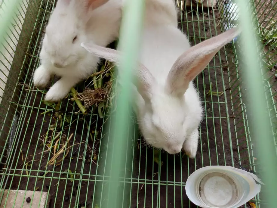 Dijual kelinci umur 5 bulan Krn sdh bosan harga monggo