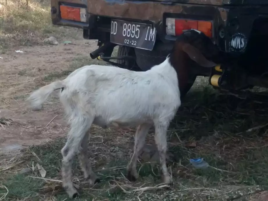 Jual kambing dari harga 1.250.000 – 2.000.000