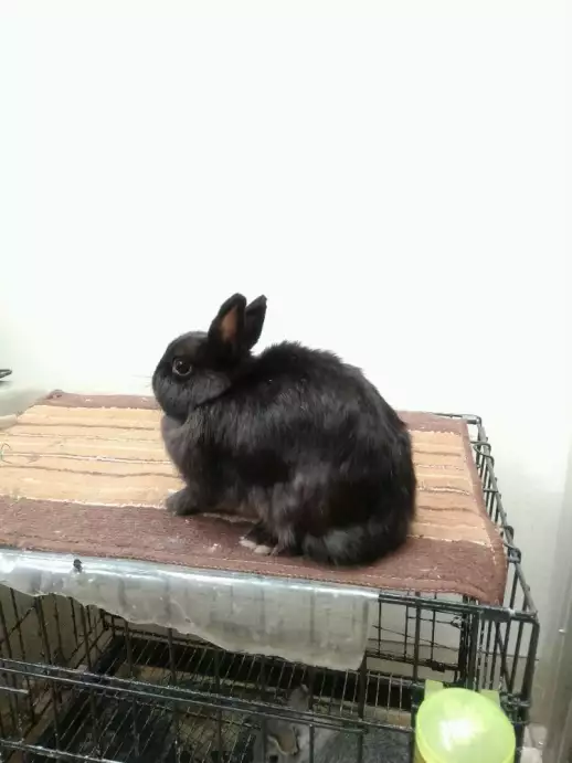 Kelinci ND indukan betina