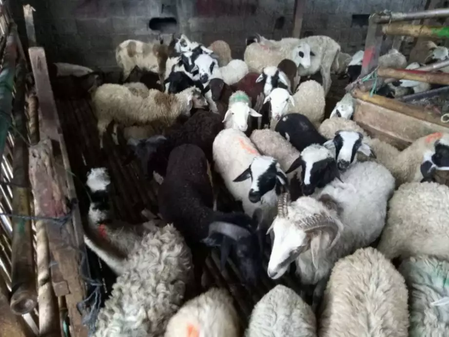 Jual domba dan kambing aqiqah murah Bekasi dan Jakarta free ongkir
