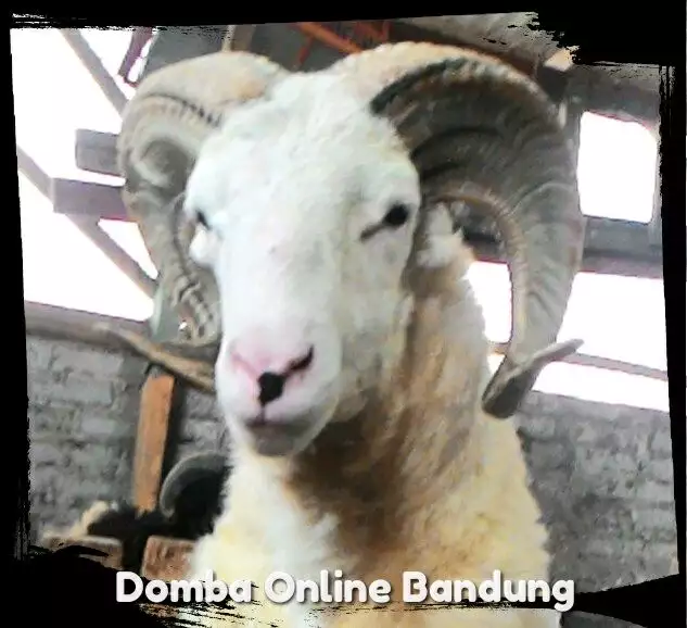 Domba Aqiqah SabiLLa