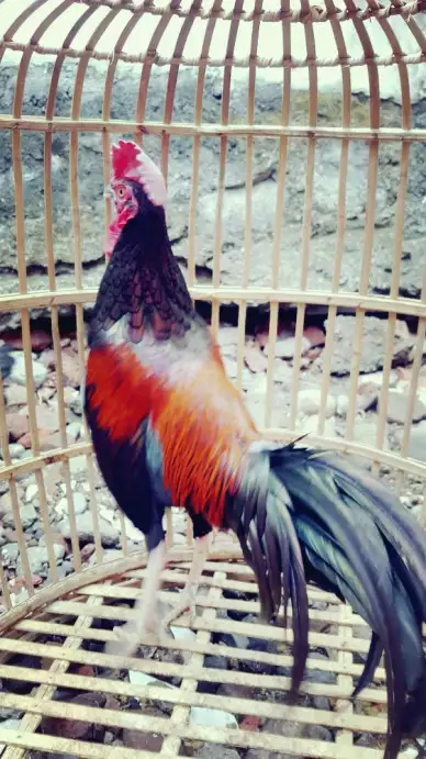Ayam bekisar merah kokok dan warna rasa ayam alaaass