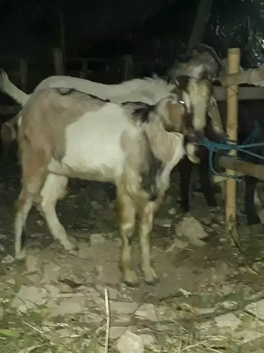 Jual kambing aqiqah murah, terima potong dan masak siap antar
