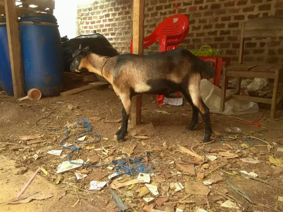 Kambing aqiqah harga hemat