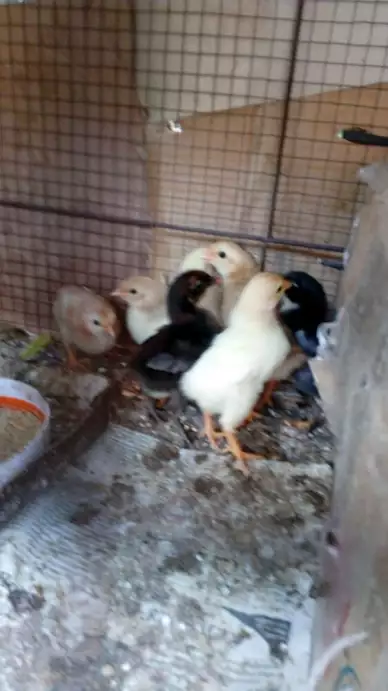 Anak ayam kampung 8 ekor usia 7 hari