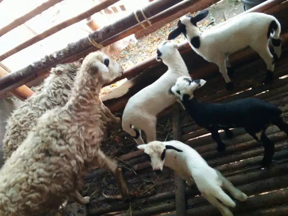 Jual kambing indukkab dan anak lagi bunting semua 100% halal
