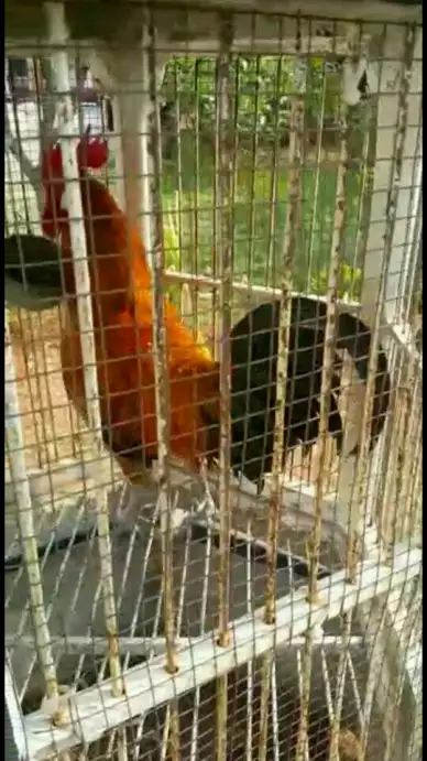 Ayam ketawa umur mapan jalu panjang jual murah 500 aja