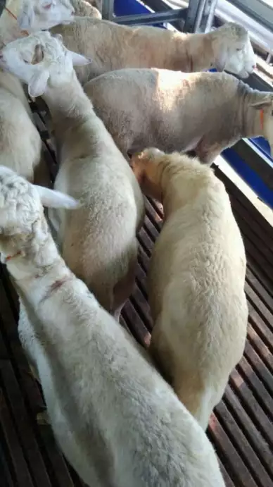 Domba Dugul Segar Sehat Karkas Kualitas Tinggi