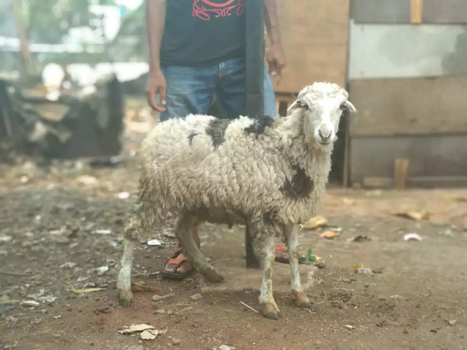 Domba Aqiqah Jakarta Timur Sesuai Syareat