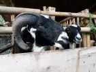 Kambing Domba Jantan