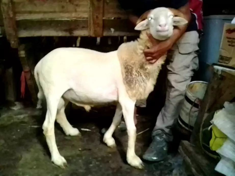 Domba Akikah Atau Aqiqah Mubarak