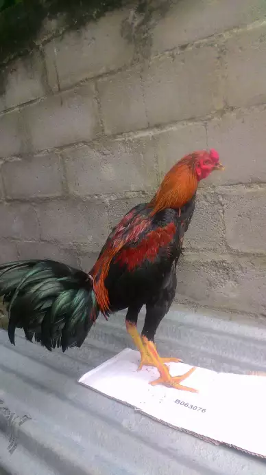 Jual borongan 3 ekor ayam jago