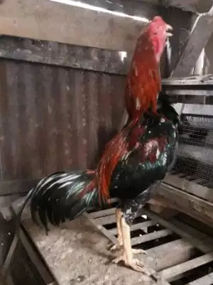 Jual ayam kota padang