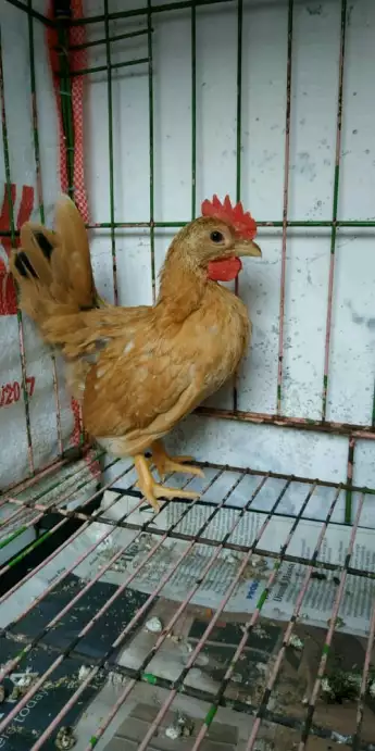 Anak Ayam Kate Jantan / Betina