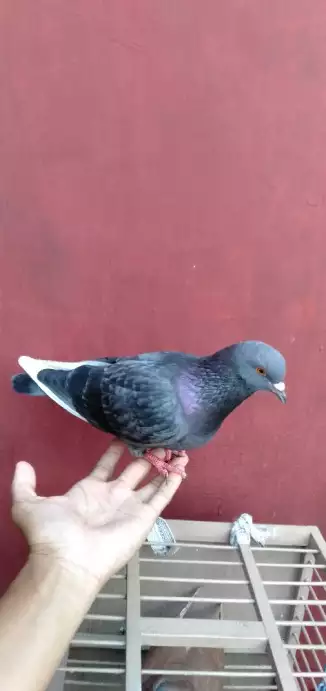 Burung dara tinggi sepasang jual rugi lg BU, rabaan msk semua