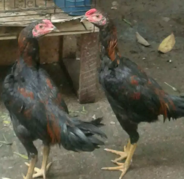 Ayam Jago Kampung 2 ekor