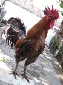 Ayam Jago Bibit