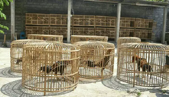 Jualan ayam bangkok aduan termurah