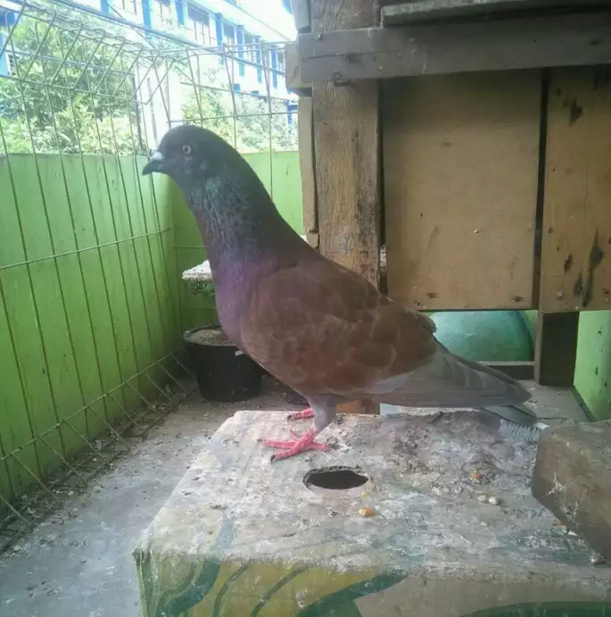 Burung dara cowoan brancah