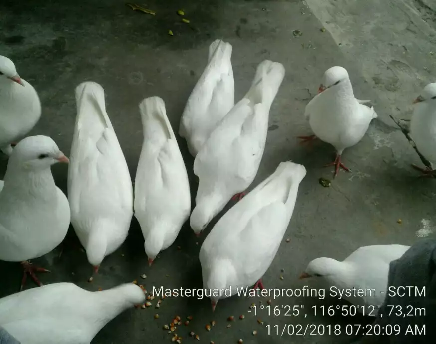Burung dara kandang