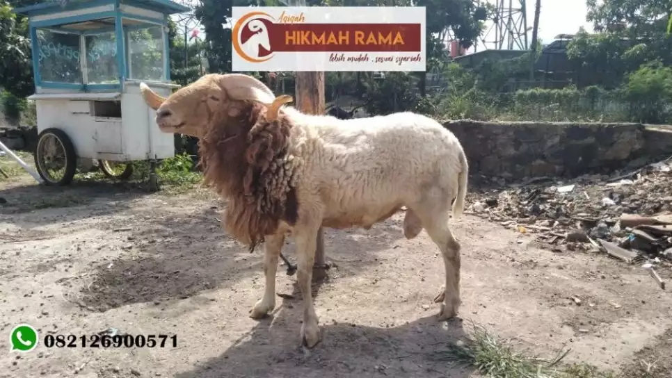 Domba dan Kambing Aqiqah Bandung