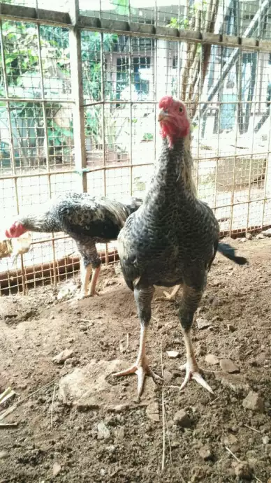 Ayam Kampung Organik