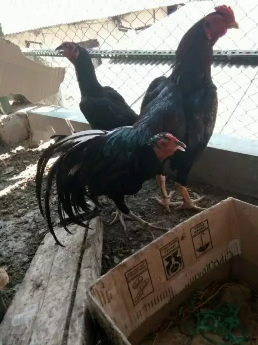 Ayam bangkok borongan