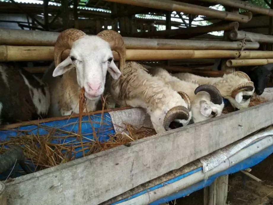Domba & kambing